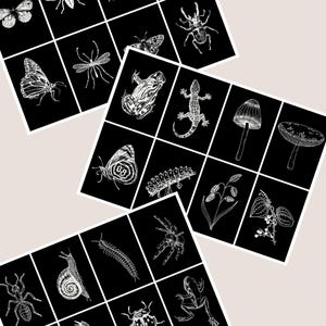24 cartes-éclair sensorielles en noir et blanc / Insectes / Nature / UTW / Early Science