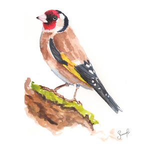 Original Goldfinch Bird Watercolor - Watercolor Painting - Wall Art - Watercolor Bird - Bird Art