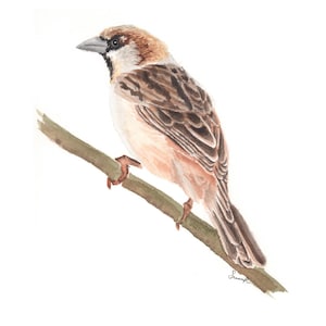 Original Sparrow Bird Watercolor - Watercolor Painting - Wall Decor - Watercolor Bird - Bird Art