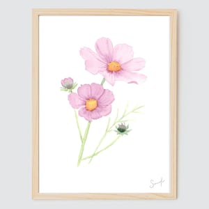 Original Cosmos Flower Watercolor - Watercolor Painting - Wall Decor - Watercolor Flowers - Flower Art