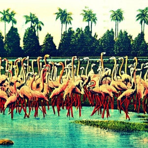 May include: Vintage postcard featuring a flock of pink flamingos wading in a turquoise body of water. Palm trees and lush green foliage form the backdrop under a pale sky. The flamingos have long, slender legs and necks.