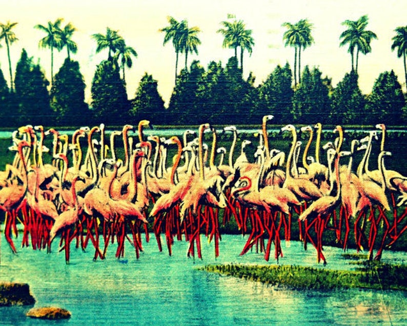 May include: Vintage postcard featuring a flock of pink flamingos wading in a turquoise body of water. Palm trees and lush green foliage form the backdrop under a pale sky. The flamingos have long, slender legs and necks.
