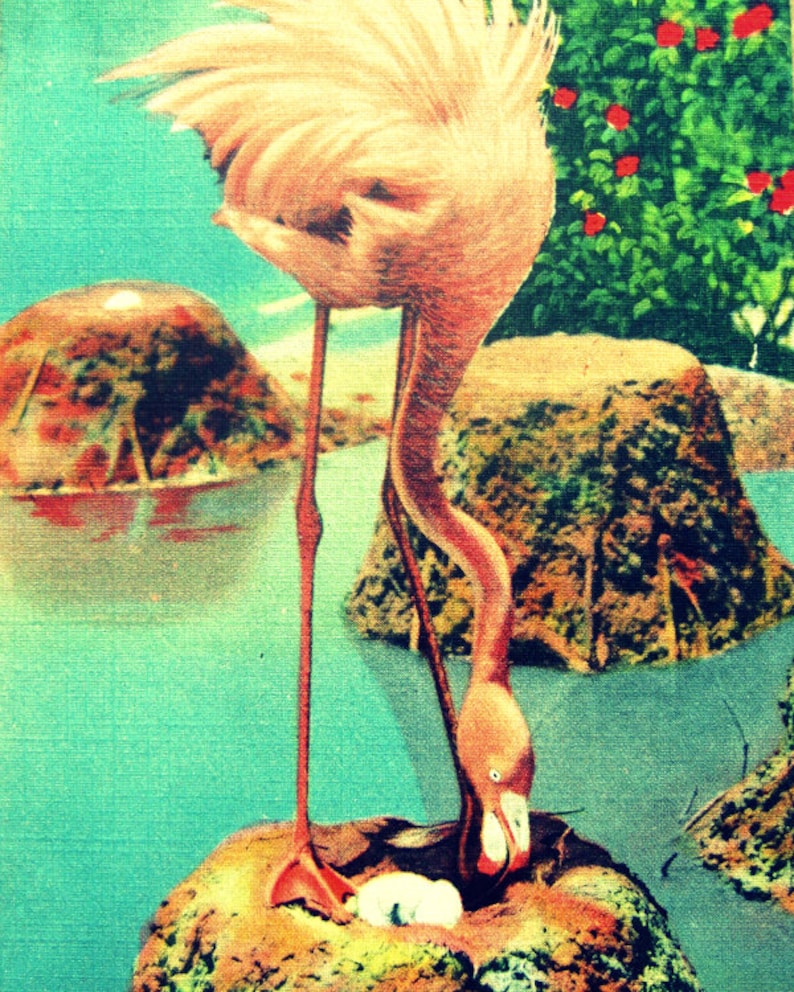 Pink Flamingo Wall Art Vintage Flamingo Photograph Pink Etsy