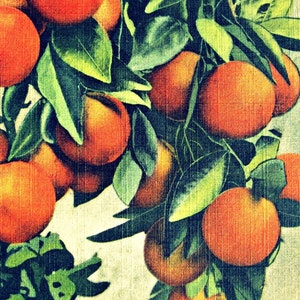 Vintage Botanical Oranges Art Print | Reproduction of Vintage Postcard | Oranges Wall Art | Fruit Prints