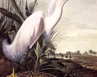 John James Audubon Snowy Egret Giclée Art Print - Vintage Bird Wall Decor