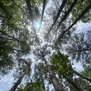 May include: A view looking up through the branches of tall trees with a bright sun shining through the leaves.
