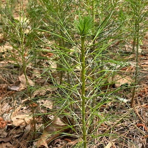 100 Pine Tree Seedlings