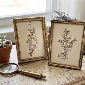 May include: Two rectangular gold-toned metal frames containing botanical line drawings on off-white paper. The frames feature a textured rope-like border. A small succulent in a terracotta pot and a brass magnifying glass sit nearby.