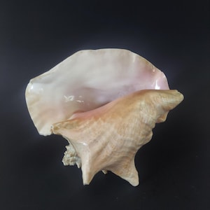 Large 8" Vintage Queen Conch Shell - Natural Pink Bahama Conch Shell - Beach House Decor, Coastal Nautical Accent, Natural History Display