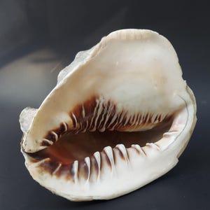 May include: A large, natural seashell with a smooth, cream-colored exterior and a wide, open aperture. The inner lip of the shell features prominent, tooth-like ridges colored in deep, dark brown, contrasting against the pale, off-white interior.