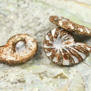 May include: Three white and gold shell-shaped buttons with a raised design. The buttons have a rustic, aged look.