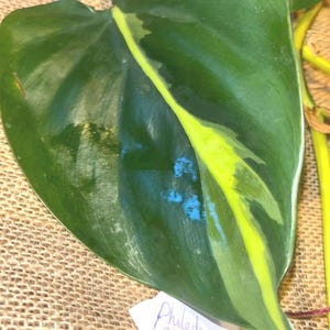 RARE Philedendron CREAM SPLASH cutting