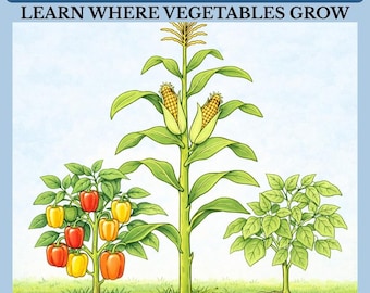 Vegetable Coloring Pages for Kids | Learn Where Vegetables Grow Printable PDF (Ages 3-7)