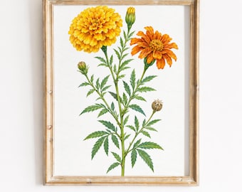 Botaniskt tryck med vintageringblomma, illustration av höstblommor, utskrivbar väggkonst (digital nedladdning)
