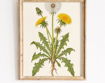 Vintage Dandelion Botanical Print, Cottagecore Herb Wall Art (Digital Download)
