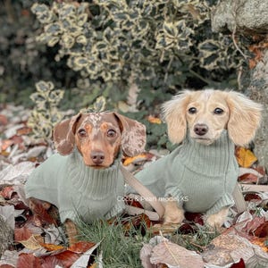 Luxus Merino Dackel Pullover | salbei grüner Hundepullover, Rollkragenpullover für Dachshunde, Welpen, weich