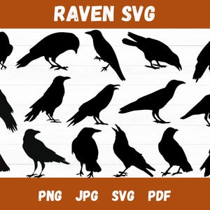 Raven Svg, Raven Silhouette, Raven Vector, Raven SVG, Png