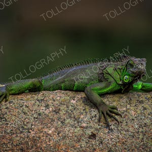 Basking Green Iguana On a Rock – Wildlife Nature Photography Print