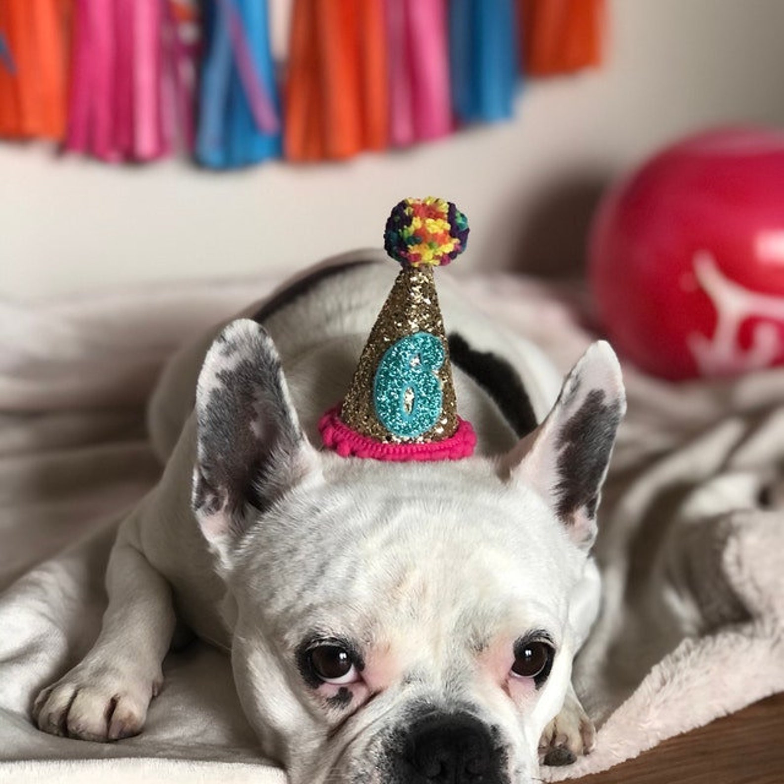 Dog Birthday Party Hat Custom Birthday Hat Miniature Party Etsy