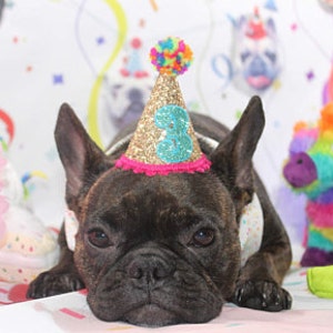Dog Birthday Princess Tutu, Dog Birthday Party Outfit, Dog Birthday Outfit Girl, Girl Dog Birthday Shirt with name image 7