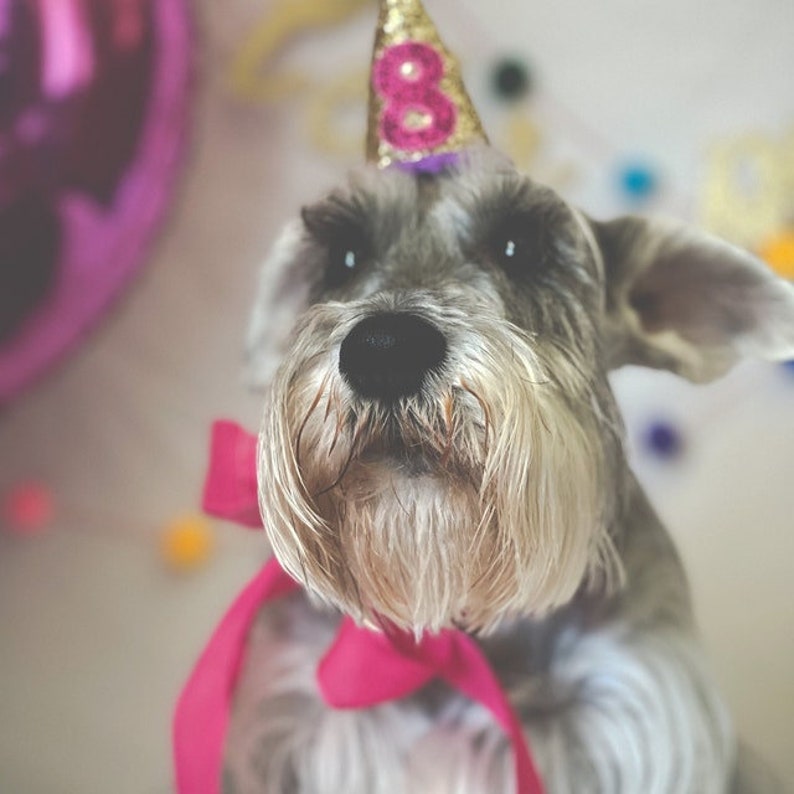 Dog Birthday Party Hat Custom Birthday Hat Miniature Party Etsy