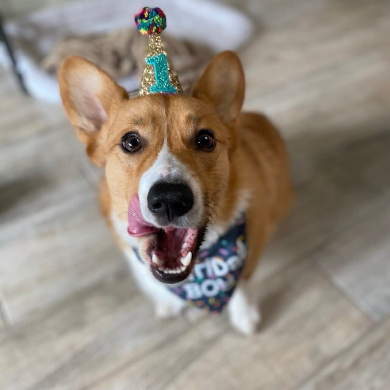 Dog Birthday Party Hat Custom Birthday Hat Miniature Party Etsy