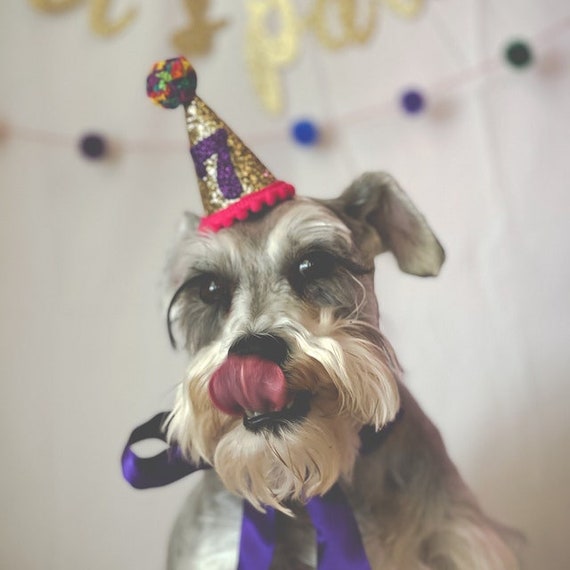 Dog Birthday Party Hat Custom Birthday Hat Miniature Party Hat for Cake Smash Pictures Etsy Canada