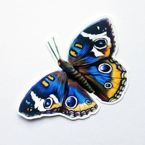 Könnte beinhalten: Ein blauer Schmetterling mit gelben und weißen Markierungen auf seinen Flügeln. Der Schmetterling hat große, runde Augen.