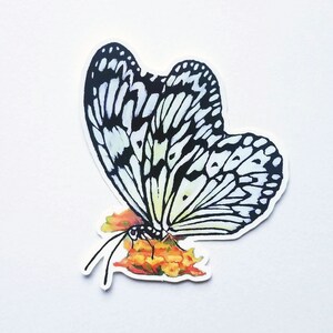 Könnte beinhalten: Ein schwarz-weißer Schmetterling mit blauen und grünen Akzenten sitzt auf einer Gruppe von orangefarbenen Blüten. Der Schmetterling hat komplizierte Flügelmuster und ist in Aquarelltechnik dargestellt.