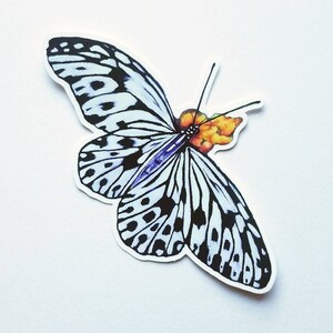 Könnte beinhalten: Ein schwarz-weißer Schmetterling mit orangefarbenen und gelben Akzenten auf seinen Flügeln. Der Schmetterling ist im Flug mit ausgebreiteten Flügeln.