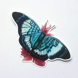 Könnte beinhalten: Ein blauer und schwarzer Schmetterling mit weißen Markierungen sitzt auf einer rosa Blume. Der Schmetterling hat einen türkisfarbenen Körper und komplizierte Flügelmuster.