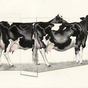 May include: A pencil drawing of two Holstein cows, side by side, with black and white markings. The cows are standing on a grassy area, and the drawing includes geometric lines that create a sense of depth and perspective. The cows' udders are pink.