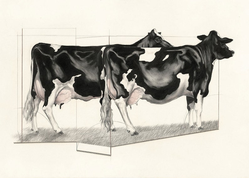 May include: A pencil drawing of two Holstein cows, side by side, with black and white markings. The cows are standing on a grassy area, and the drawing includes geometric lines that create a sense of depth and perspective. The cows' udders are pink.