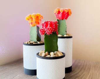 Maceta moderna para suculentas - Negro/Granito / Maceta minimalista impresa en 3D / Decoración para escritorio y hogar