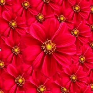 Puede incluir: Una imagen de primer plano de un grupo de flores de color rojo brillante con centros amarillos. Las flores están dispuestas en un patrón simétrico, creando una exhibición vibrante y colorida.