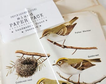 Pode incluir: Um pacote de papel misto da PAPER SQUIRREL STORE com ilustrações de pássaros vintage. O pacote inclui imagens de um Pallas' Warbler, um estrelinha e um ninho de estrelinha. A etiqueta diz "feito à mão e resgatado".