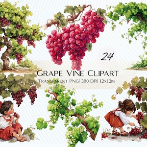 Può includere: Set di clipart ad acquerello con viti con foglie verdi lussureggianti e grappoli di uva rossa matura. Include illustrazioni di una giovane persona che raccoglie l'uva. È presente anche il testo "GRAPE VINE CLIPART".