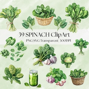 39 Spinach Clipart | Fresh Green Leaves|Organic Vegetable Illustration for Kitchen Art & Labels|PNG Transparent Background