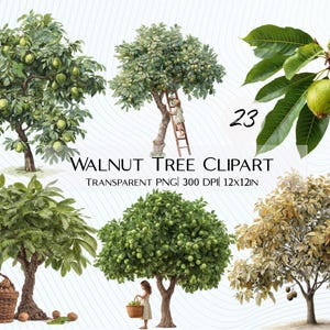 Paquete de 23 imágenes prediseñadas de nogal / Estudios botánicos, de ramas, hojas y frutos secos PNG fondo transparente