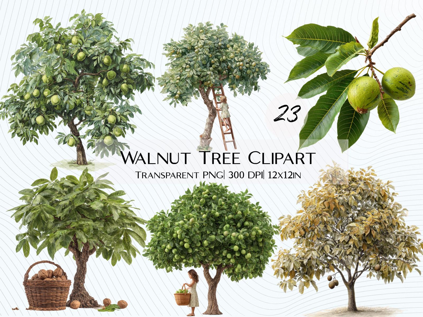 Walnuss baum zweige - Etsy.de