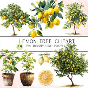 29 Citronträd Clipart-paket: Citrus PNG-grafik (digital nedladdning)