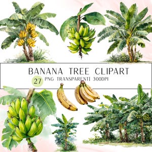 May include: Watercolor illustrations of banana trees and bananas. The image includes several depictions of banana trees with green leaves and bunches of green and yellow bananas. Text reads "BANANA TREE CLIPART" and "27 PNG TRANSPARENTI 300DPI".