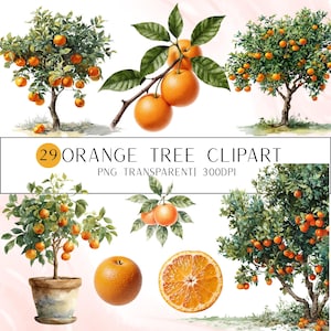 Könnte beinhalten: Aquarellillustrationen von Orangenbäumen und Zweigen voller reifer Orangen. Das Bild enthält ganze Orangen, eine aufgeschnittene Orange und einen Topf-Orangenbaum. Der Text lautet "29 ORANGE TREE CLIPART PNG TRANSPARENTI 300DPI."