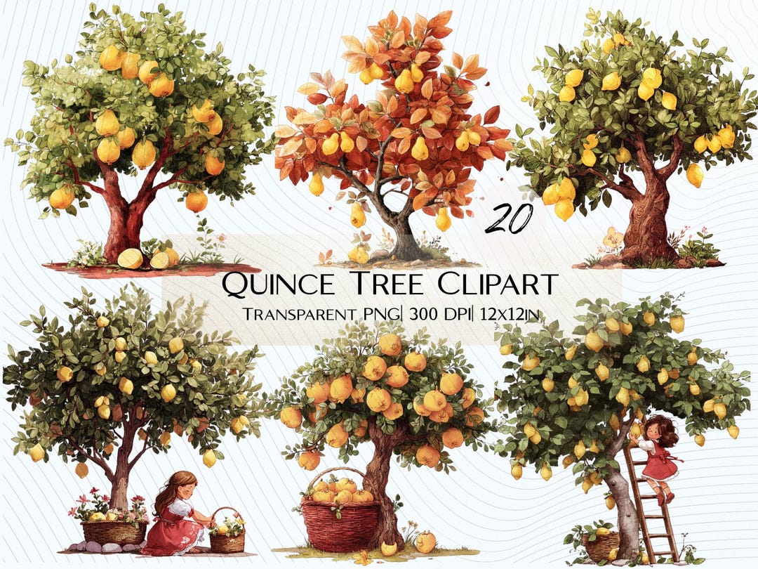 Quince Tree Sign 20 Quince Tree Clipart Botanical Pngs | Branches, Leaves, Fruits ...