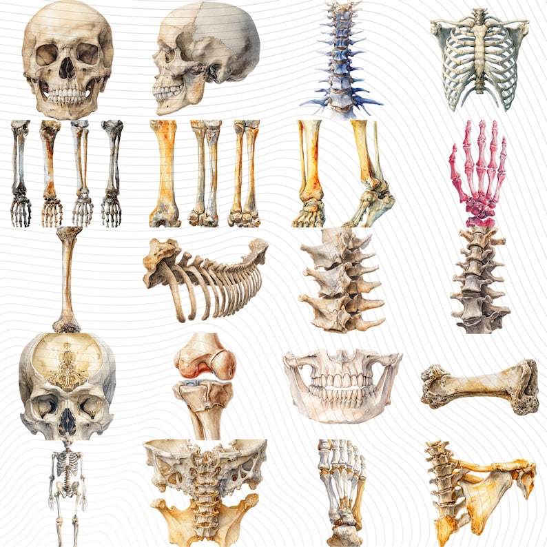 20 Human Bones Clipart| PNG Transparent Background - Etsy
