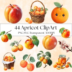 May include: Watercolor clipart set featuring various apricots, including whole fruits, a basket of apricots, and branches with leaves. The image also includes the text "44 Apricot ClipArt".