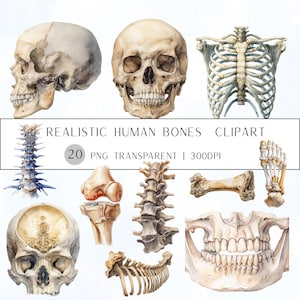 May include: Watercolour illustrations of human bones, including skulls, rib cage, spine, and leg bones. The text reads "Realistic Human Bones Clipart" with details about the number of PNG files and resolution.