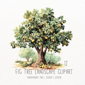 May include: Watercolor illustration of a fig tree laden with ripe figs. The tree has a brown trunk, green leaves, and yellow and red figs. The words "FIG TREE LANDSCAPE CLIPART" are at the bottom. The image is on a white background.