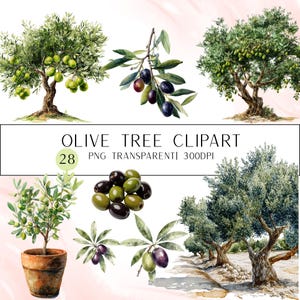 Op de afbeelding: Waterverf clipart met olijfbomen, olijftakken en een olijfboom in een pot. De afbeelding bevat de tekst "OLIVE TREE CLIPART" en details over het aantal afbeeldingen en het bestandstype.