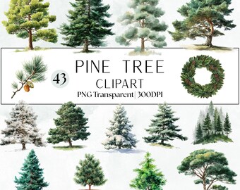 43 Watercolor Pine Tree Clipart Bundle: Evergreen Forest PNG Transparent (Digital Download)